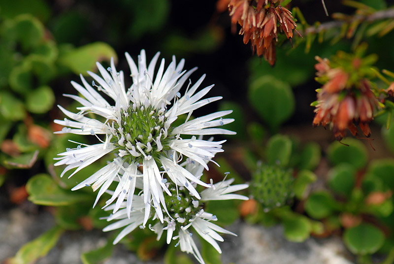 Globularia cordifolia dal monte Summano